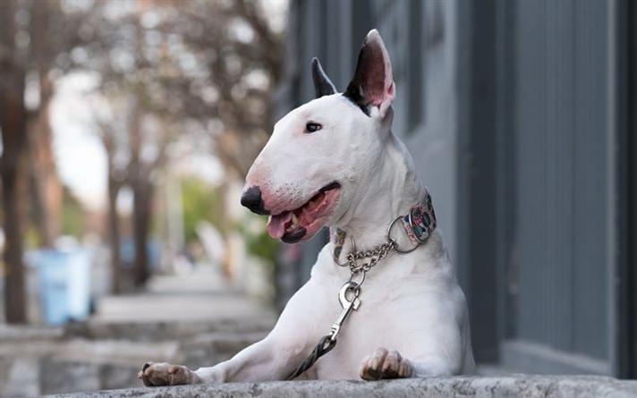 fehér bull terrier