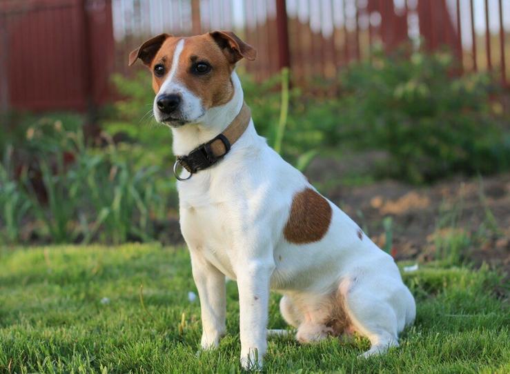 fehér-barna jack russel terrier